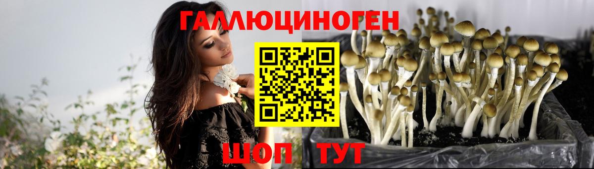 Галлюциногенные грибы Psilocybine cubensis Лесозаводск